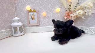 ハーフ犬の動画01
