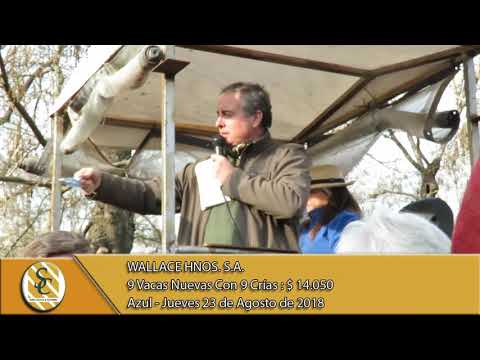 23-08-18 Venta de Vientres - Wallace Hnos. S.A. Remate Aniversario - Azul