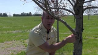 Tree Pruning Essentials, FNR-541-WV