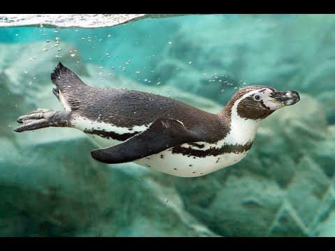 Pinguine sorgen für Ferienspaß I Tiergarten Schönbrunn
