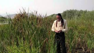 Richard Lonewolf on Cattails, Chufa, &amp; Bulrush
