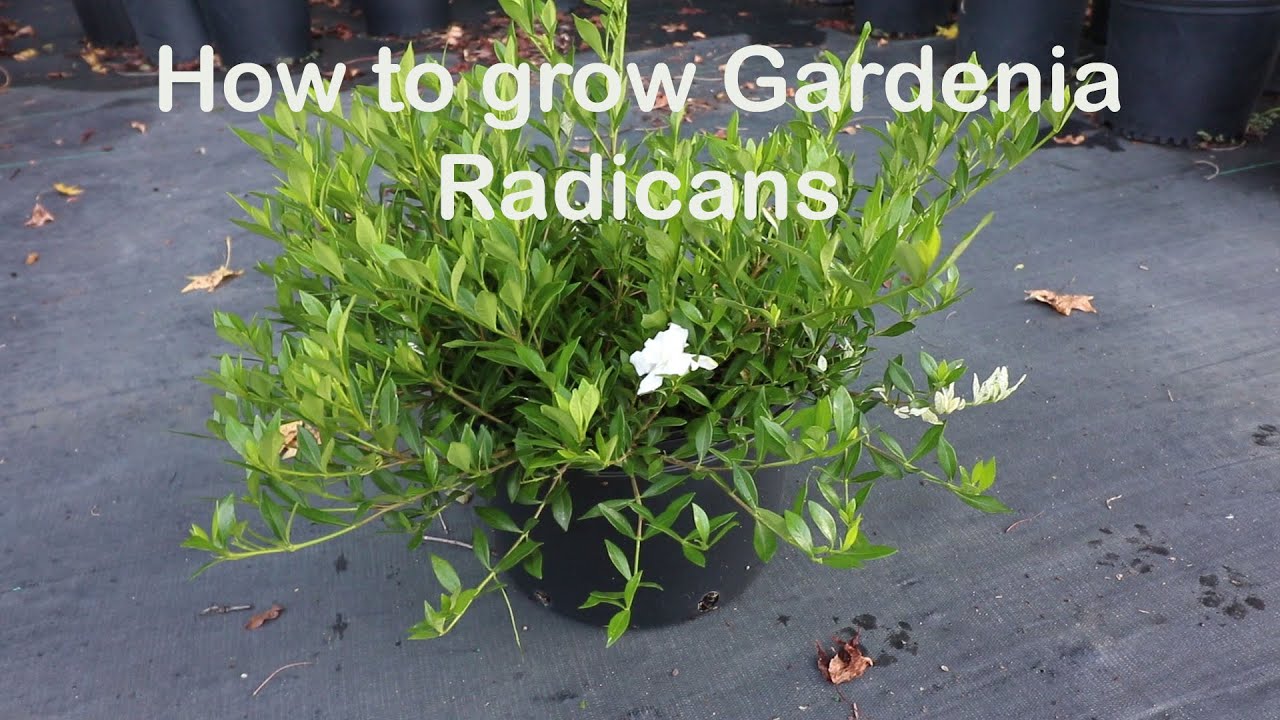 How to grow Gardenia Radicans the dwarf fragrant evergreen shrub