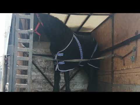 Târg cu cai Solca, Suceava 2021 partea II