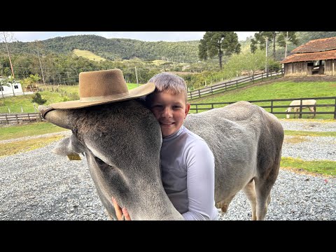OS DOIS SE CRIARAM JUNTOS NESSE SÍTIO - BOI MARRUÁ DE LEOBERTO LEAL SC