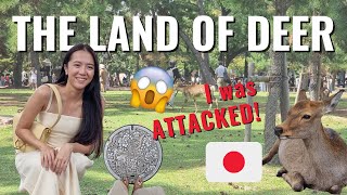 🇯🇵 NARA Vlog l Visiting the land of bowing Deer, Nara Park l Was not expecting to be ATTACKED!