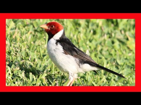 Kardinál žltozobý (Paroaria capitata) — video o speve a chove