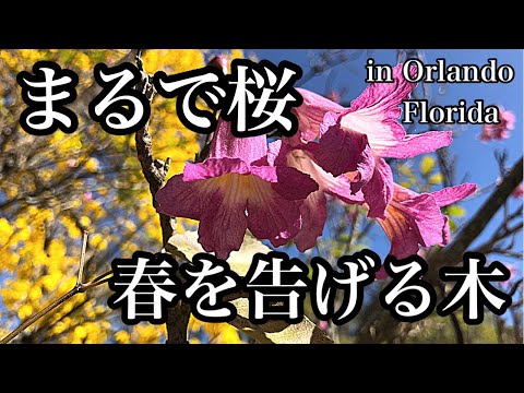 アメリカのトランペットの花 植物