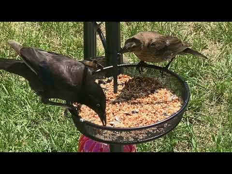 Lifestyle - 98 Birds