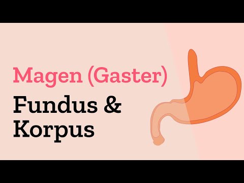 Fundus & Korpus des Magens in der Histologie - Magendrüsen und Haupt-, Beleg- & Nebenzellen