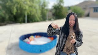 One girl left, who is left? | 美国泰迪贵宾犬，3只小狗谁就下来了？