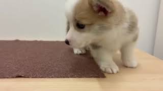 コーギーの動画01