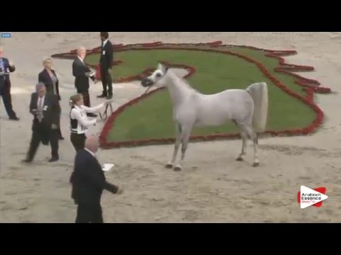 N.180 JUWEL OS - Sharjah 2016 - 7+ year old Stallions (Class 10)