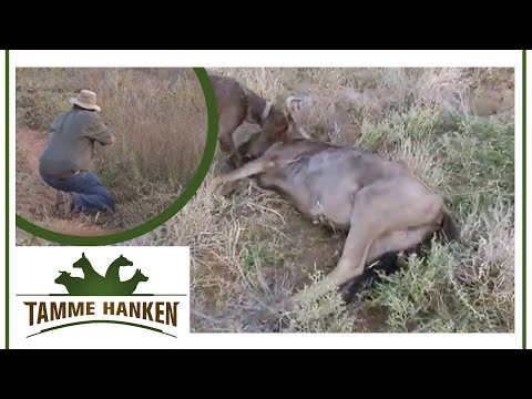 Hunting Fever! Tamme on the Hunt in Namibia | Tamme Hanken | Kabel Eins