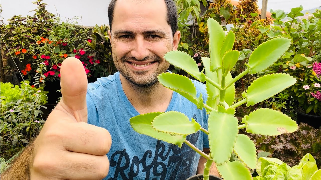 ARANTO, A PLANTA MÃE DE MIL