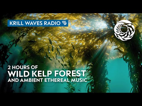 Wild Kelp Forest and Ethereal Music to Relax/Study To | Monterey Bay Aquarium Krill Waves Radio