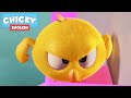Where S Chicky POWERFUL CHICKY Chicky Cartoon In English For Kids