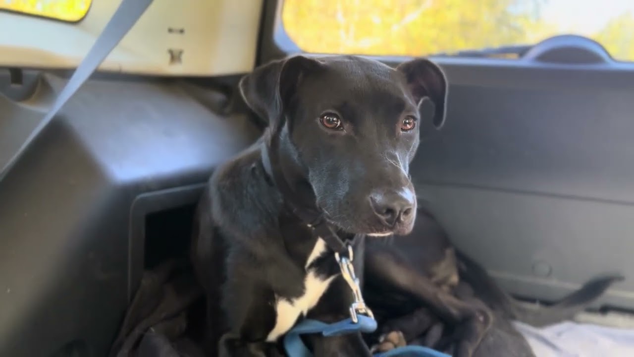 Enlarge Tootsie, a Adoptable mixed breed in Quincy, MI video 2/3