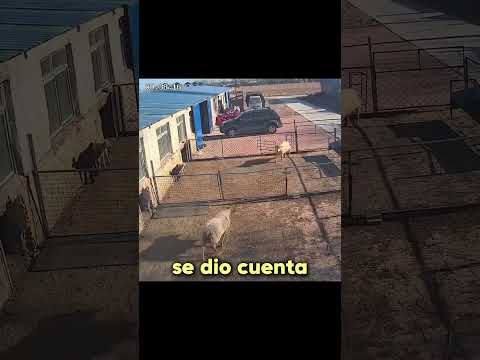 La Oveja más Inteligente del Mundo