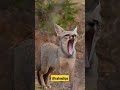 INDIAN FOX Shorts Trending Viral Ytshorts Wildlife Wildlifephotography Kannada Weebs