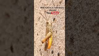 Download lagu Belalang bernyanyi. Suara belalang. Suara belalang. Suara jangkrik. Katydid #kecoa mp3 Download lagu Belalang bernyanyi. Suara belalang. Suara belalang. Suara jangkrik. Katydid #kecoa mp3