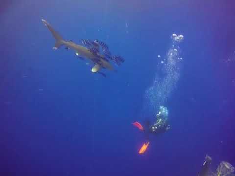 Oceanic White Tip Red Sea Daedulous June 2017