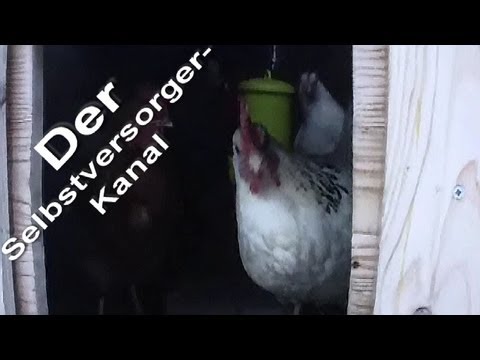 Keeping livestock in winter also requires work