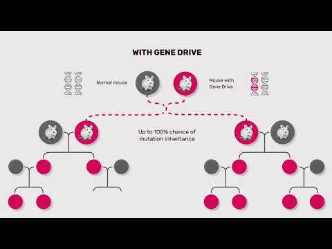 What is a gene drive?