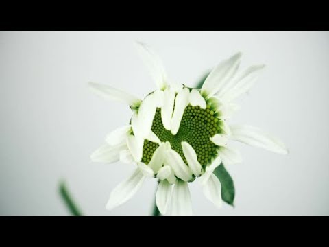 Camomile Flower Growing on White Background, Time Lapse, Monochrome | Stock Footage - Videohive