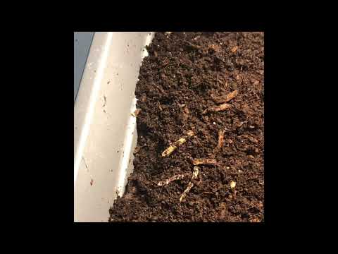 European Nightcrawler cocoon only bin week 5. A HATCHLING!