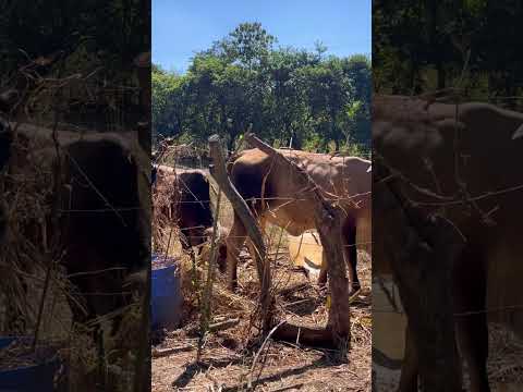 El triunfo usulutan #suscribete 👍🏼🙏🏻gracias