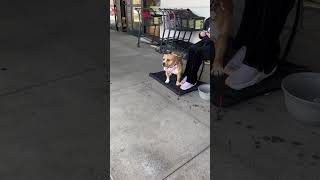 Video preview image #1 Staffordshire Bull Terrier-Unknown Mix Puppy For Sale in Woodland Hills, CA, USA