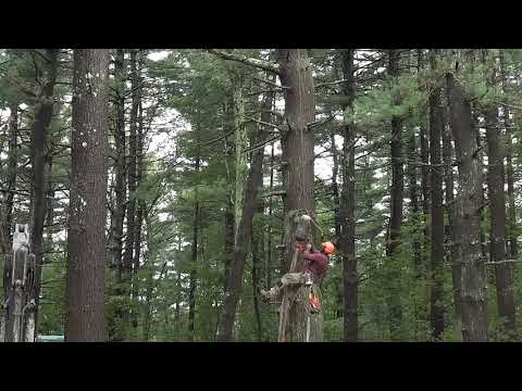 Rodenhiser Builders & Excavating Land Clearing & Site Preparation Tree Cutting