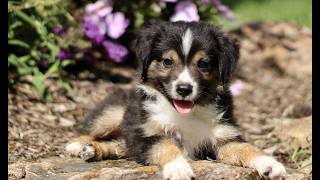 Video preview image #1 Miniature Australian Shepherd Puppy For Sale in NEW PROVIDENCE, PA, USA