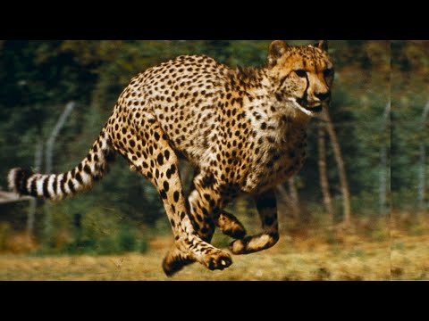GUEPARDO - CAZADOR ACORRALADO | DOCUMENTALES DE ANIMALES SALVAJES