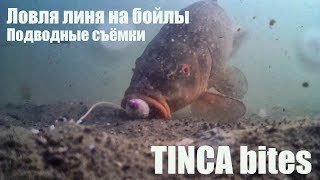 Почему на твердые бойлы долго нет поклевки