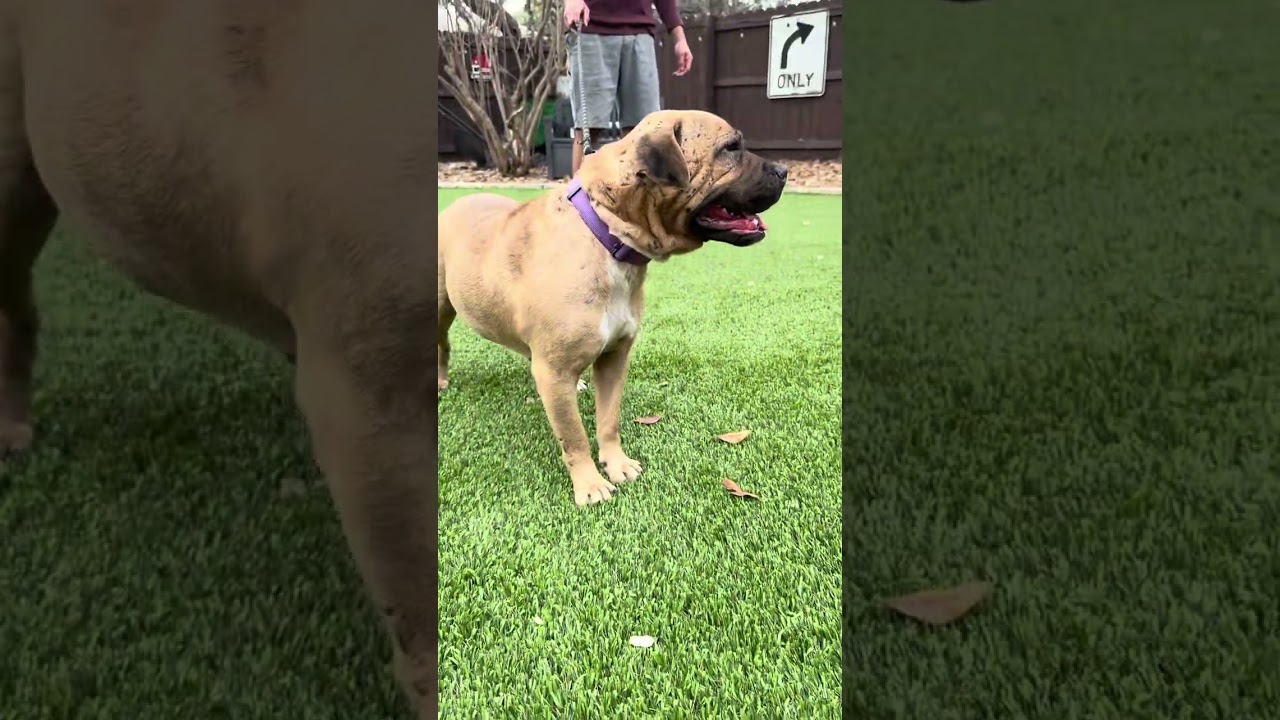 Freedom, a ADOPTABLE mixed breed in Southport, CT video 3/6