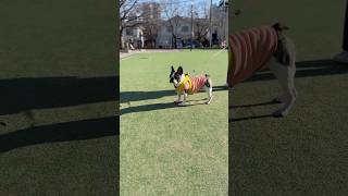 犬見知りなフレブルがお友達と会った結果。まさかの展開にパパも驚きました…！