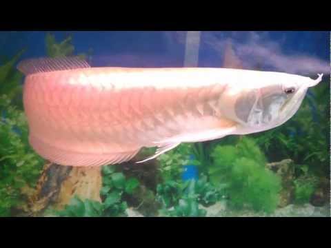 Silver Arowana Osteoglossum bicirrhosum HD aquarium