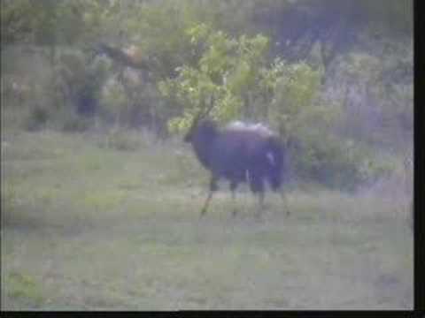 Dance Of The Nyala Bulls