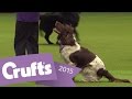 Dog Activities Display | CRUFTS 2015 - YouTube