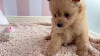 ハーフ犬の動画01