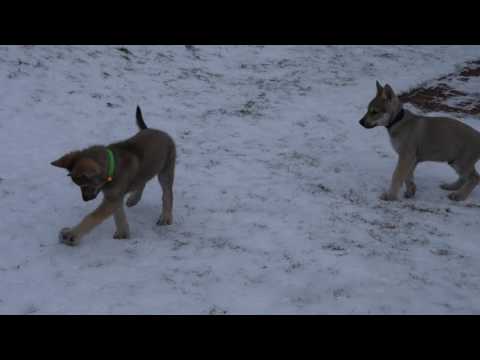 Naše hrátky ve sněhu - 18. den v nové rodině