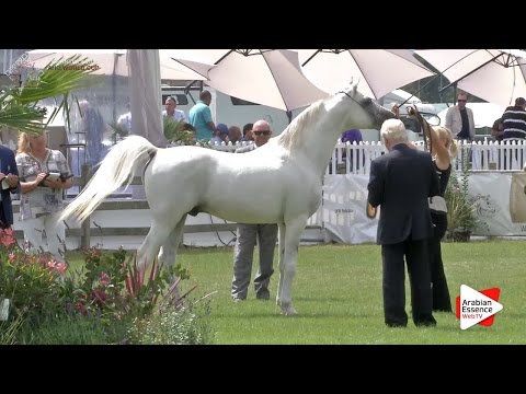 3rd - N.75 AMOROSO DE SALVADORA - Chantilly 2016 World Cup - Stallions 9+ years old (Class 10)