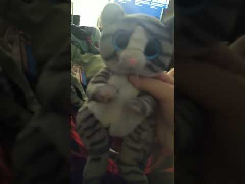 Mitzi the cat plush from beanie boo dancing to bad guy sung by a cat