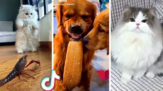 Funniest ANIMAL Videos Ever!! 😹 (Best Compilation of Funny PETS) 😻