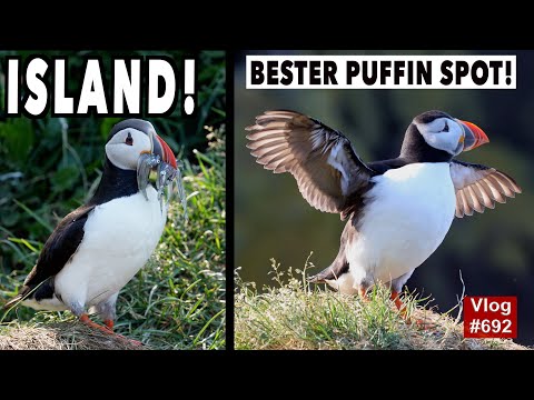 #692 BESTER PUFFIN SPOT auf Island | Papageientaucher bei der Arbeit | Island Roadtrip | Ostfjorde