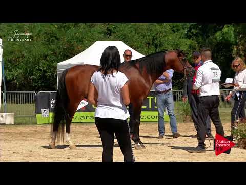 N.73 JAMIL IBN SHAKLAN P - Bergamo 2017 - 4-7 Years Old Stallions (Class 9)