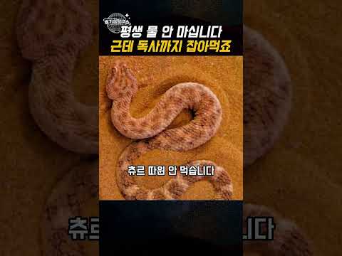 독사와 전갈을 사냥하는 사막 고양이, 모래고양이