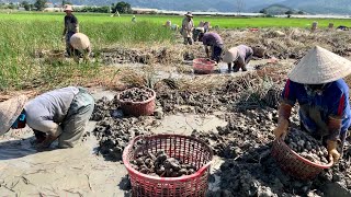 Download lagu Thu hoạch CỦ MÃ THẦY , loại củ ai cũng nên thử một lần, CỦ RẤT NGON nhưng thu hoạch QUÁ VẤT VẢ. mp3 Download lagu Thu hoạch CỦ MÃ THẦY , loại củ ai cũng nên thử một lần, CỦ RẤT NGON nhưng thu hoạch QUÁ VẤT VẢ. mp3