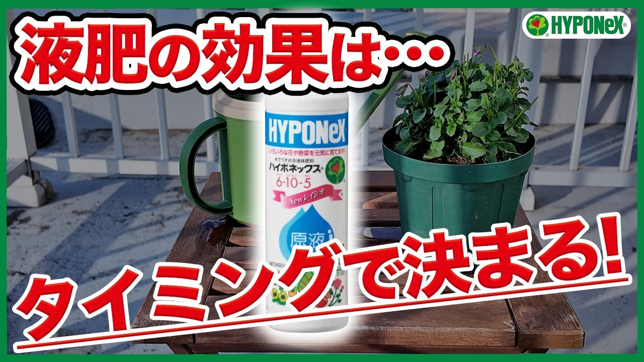【液肥】効果はタイミングで決まる！ハイポネックス原液の正しい使い方！【ハイポネックス】【リキダス】【家庭菜園】
